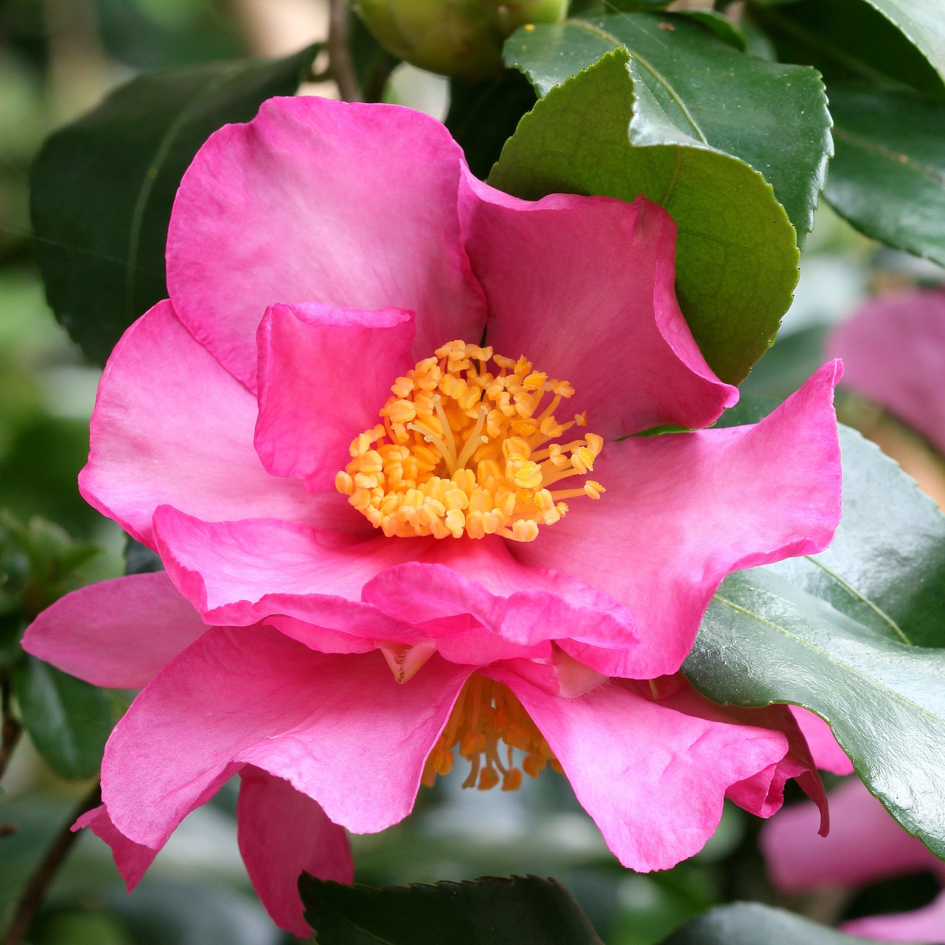 Herbst-Kamelie - Camellia sasanqua - Bakker