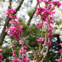 Chinesischer Judasbaum - Cercis chinensis - Bakker