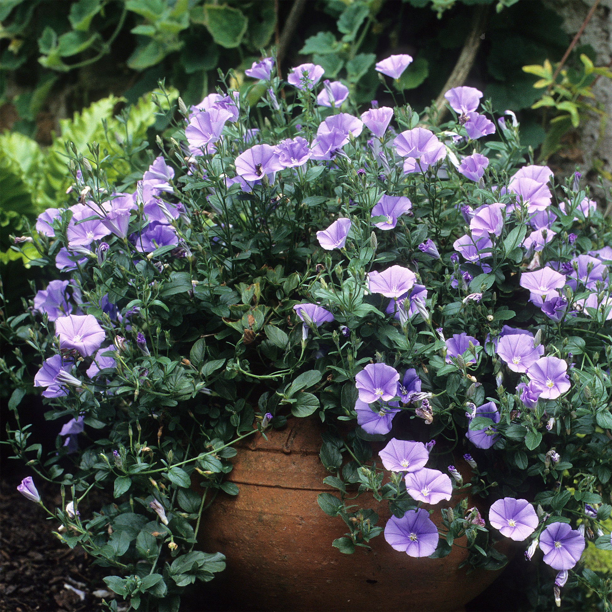 Mauretanische Winde - Convolvulus mauritanicus - Bakker