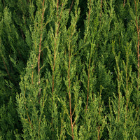 Italienische Zypresse Stricta - Cupressus sempervirens Stricta - Bakker