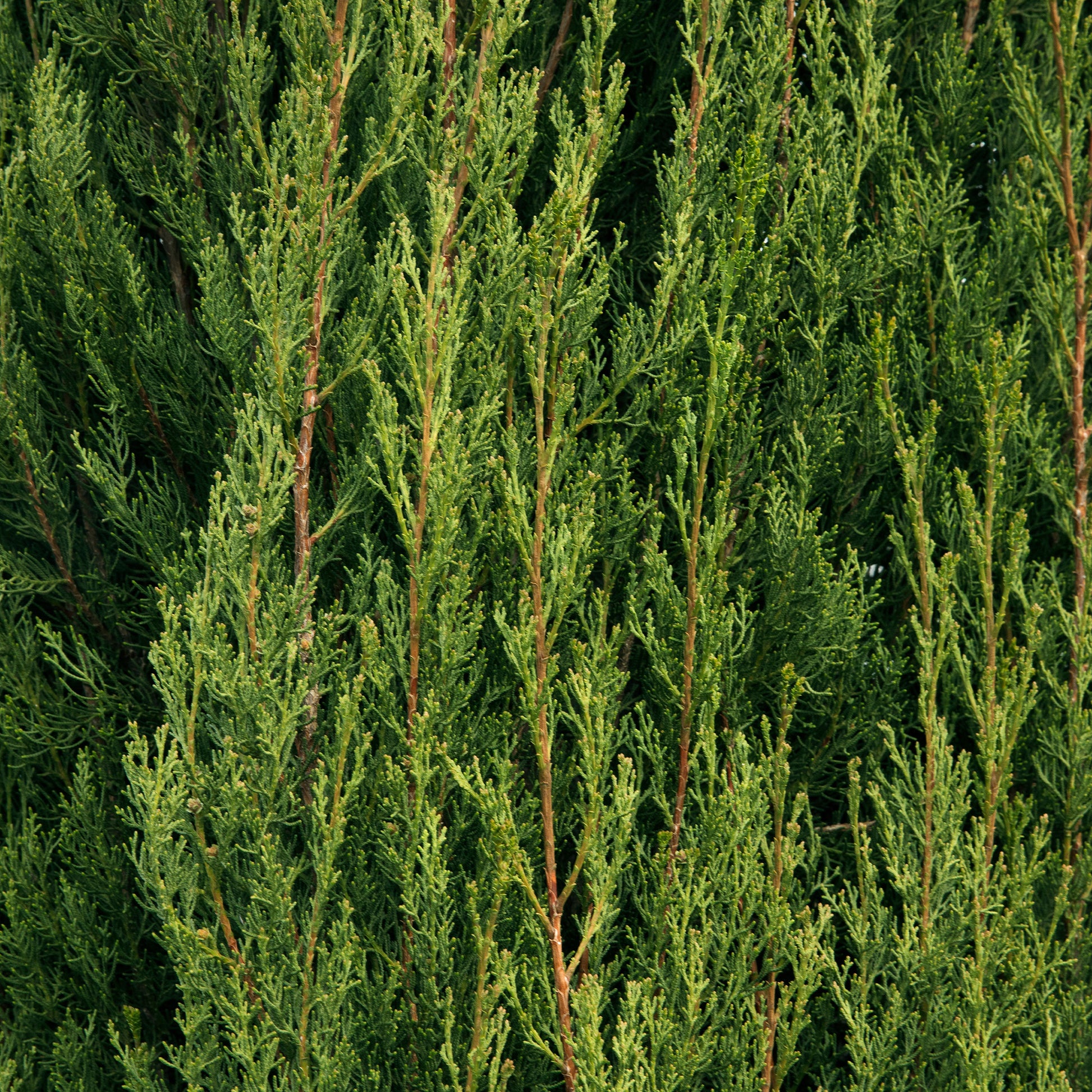 Italienische Zypresse Stricta - Cupressus sempervirens Stricta - Bakker