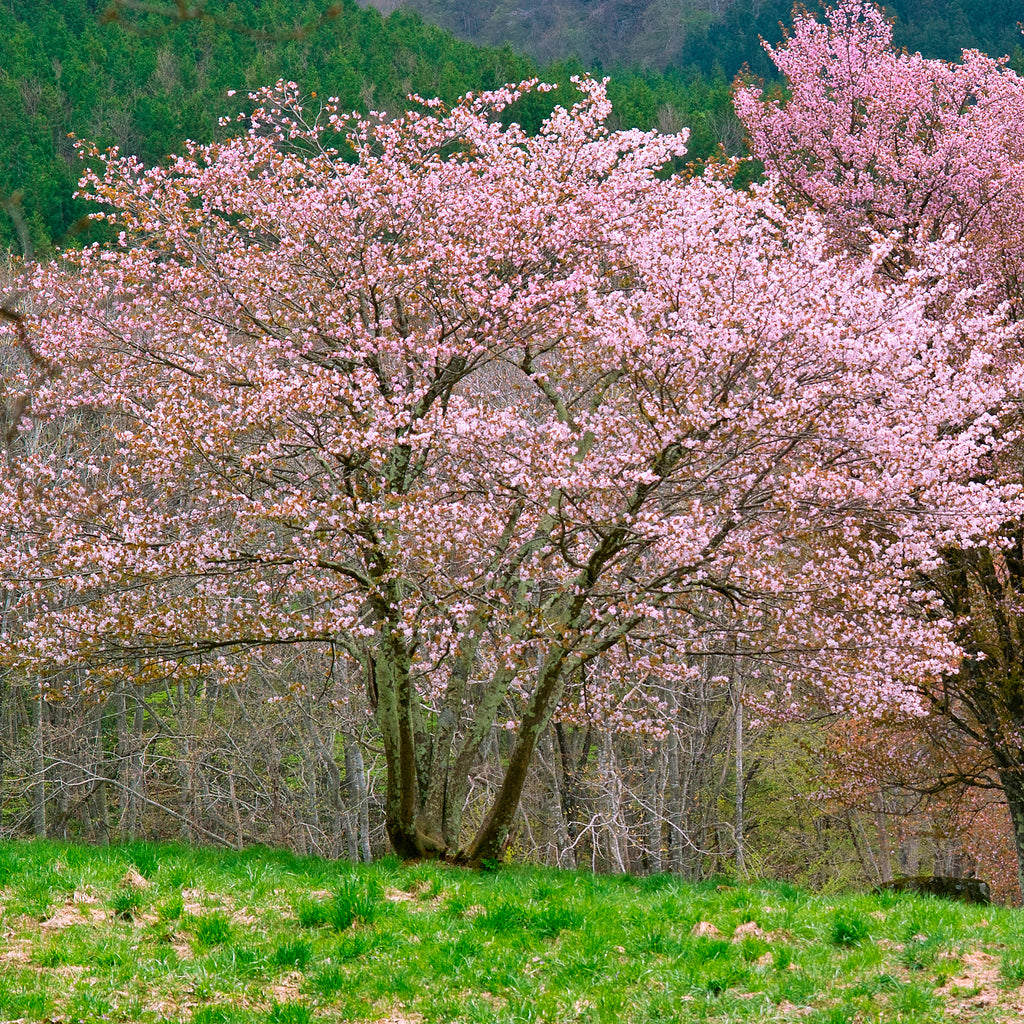Japanische Kirschbume - Prunus | Online kaufen auf Bakker.com