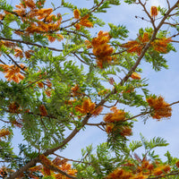 Grevillea robusta - Australische Seideneiche - Bäume