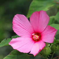 Sumpf-Hibiskus - Hibiscus moscheutos - Bakker