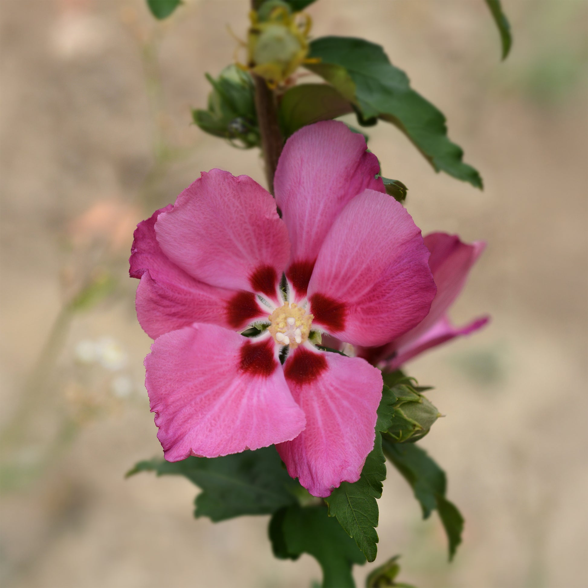 Hibiskus Woodbridge - Hibiscus syriacus Woodbridge - Bakker