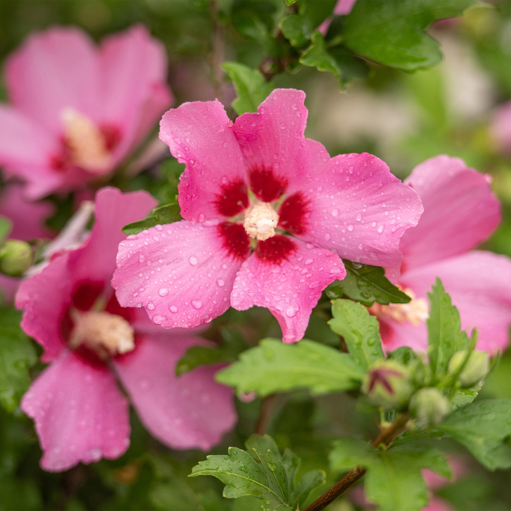 Hibiscus syriacus Woodbridge - Hibiskus Woodbridge - Hibiskus