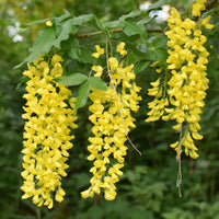 Goldregen - Laburnum anagyroides - Bakker