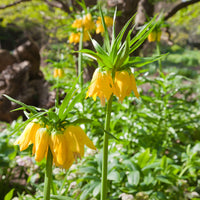 Fritillaria imperialis - Kaiserkrone 'Lutea' - Fritillaria-Zwiebeln