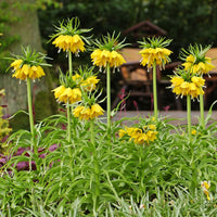 Verkauf Kaiserkrone 'Lutea'