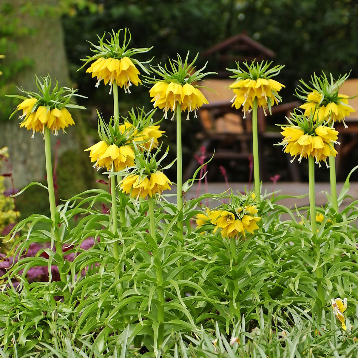 Verkauf Kaiserkrone 'Lutea'