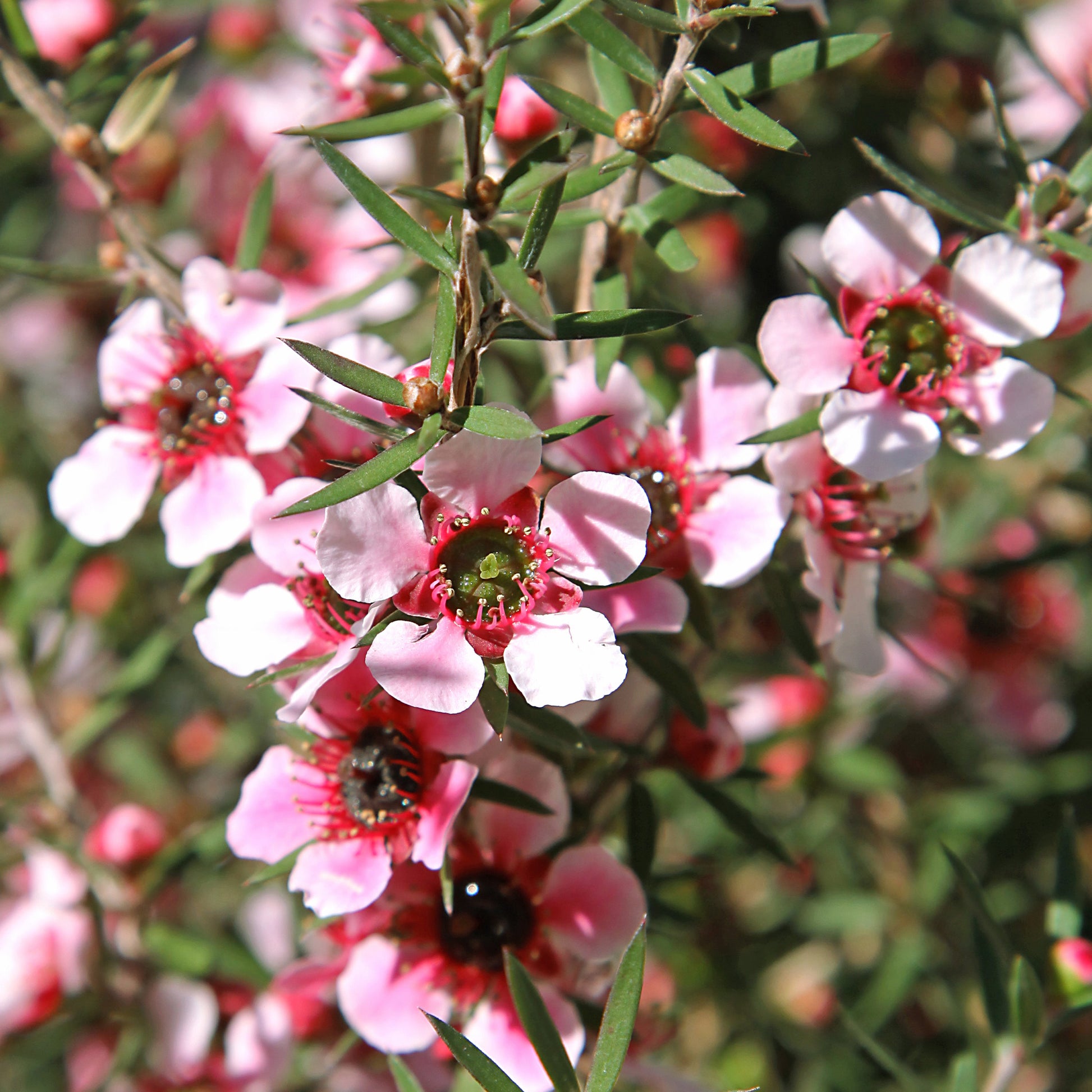 Leptospermum scoparium Martinii - Teebaum Martini - Blühende Büsche