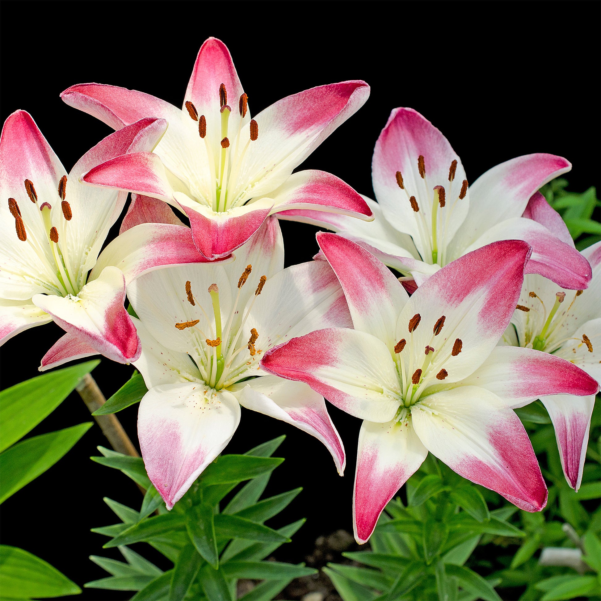 Lilium lollypop - Asiatische Lilien Lollypop (x3) - Lilien-Zwiebeln