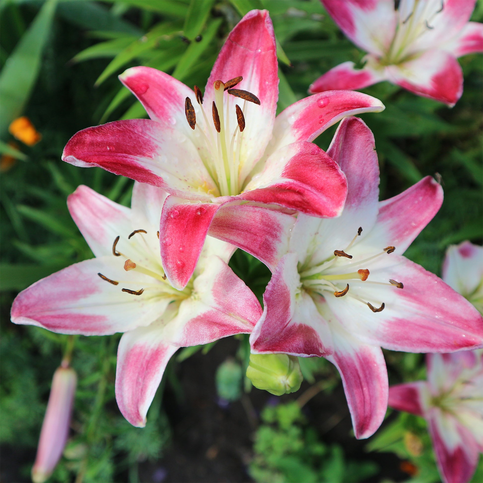 Asiatische Lilien Lollypop (x3) - Lilium lollypop - Bakker