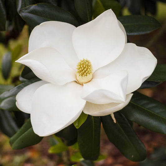 Großblütige Magnolie Alta - Bakker