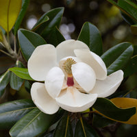 Großblütige Magnolie Alta - Magnolia grandiflora Alta - Bakker