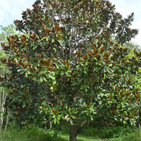Magnolia grandiflora - Großblütige Magnolie - Magnolien