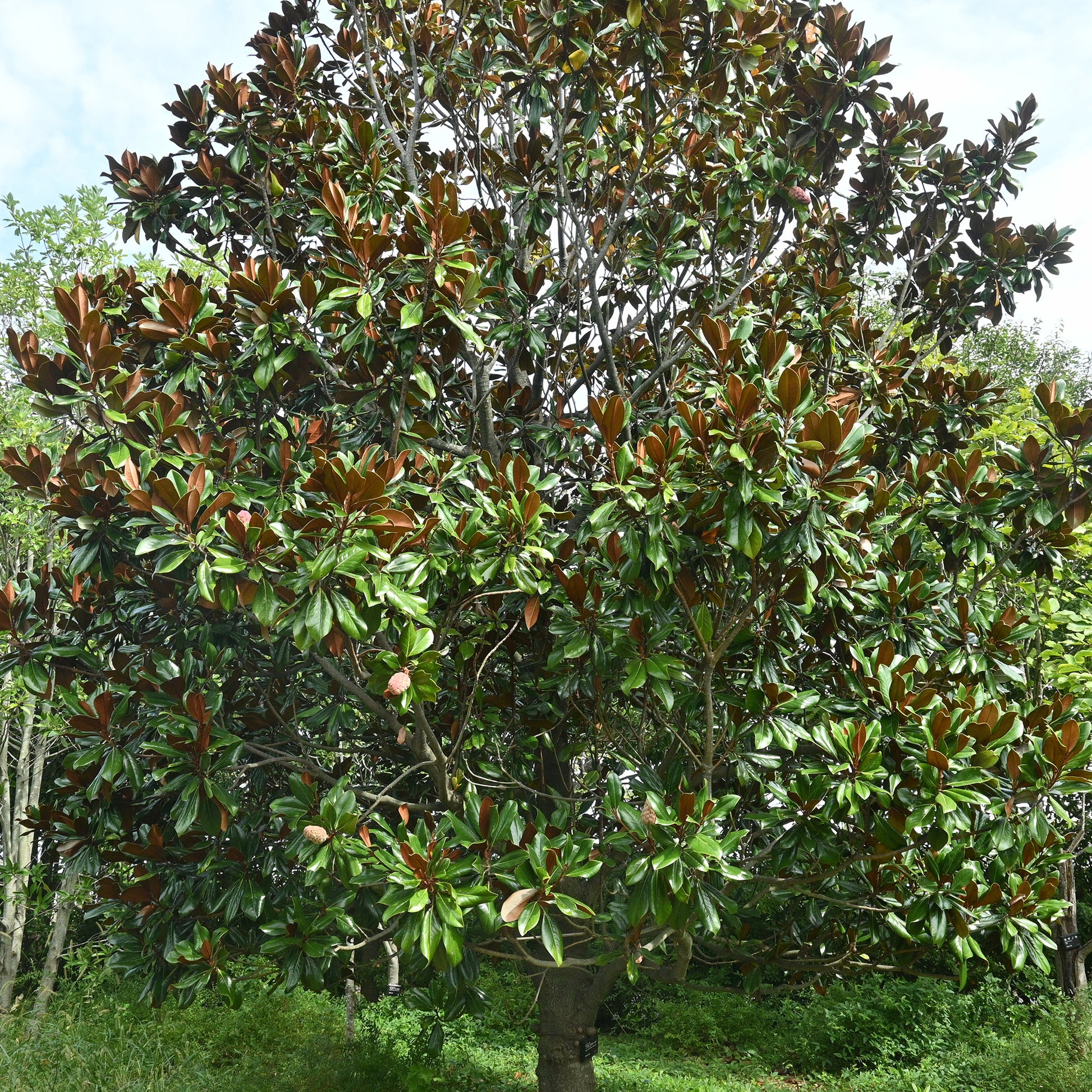 Magnolia grandiflora - Großblütige Magnolie - Bäume