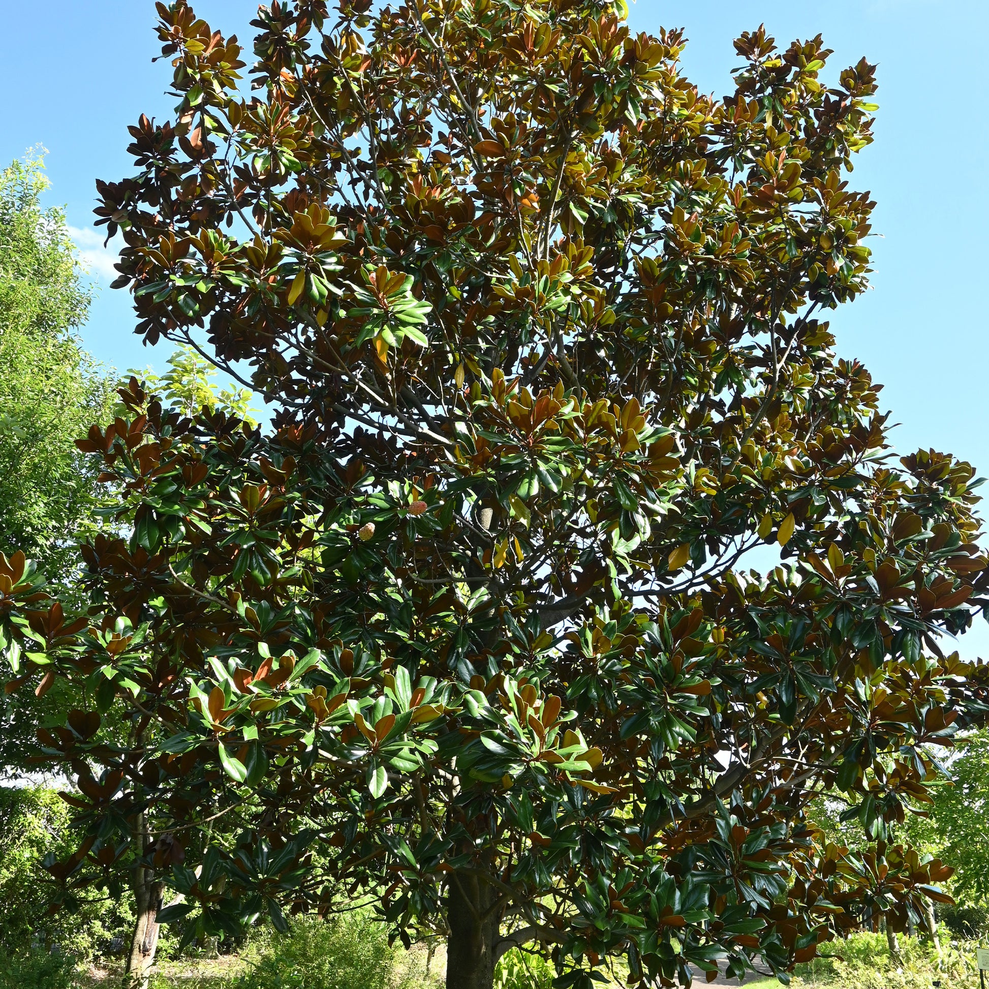 Großblütige Magnolie - Bakker