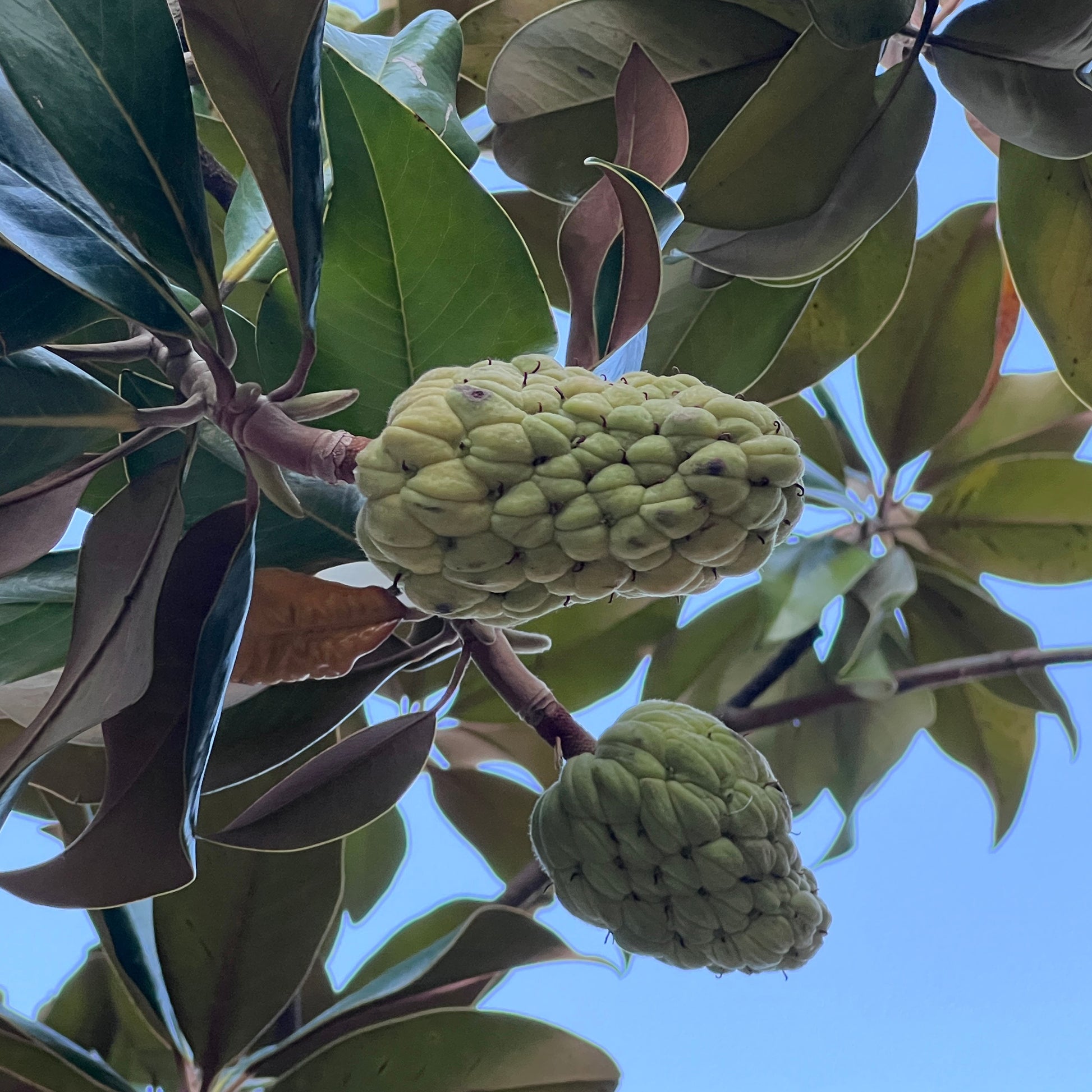 Verkauf Großblütige Magnolie - Magnolia grandiflora