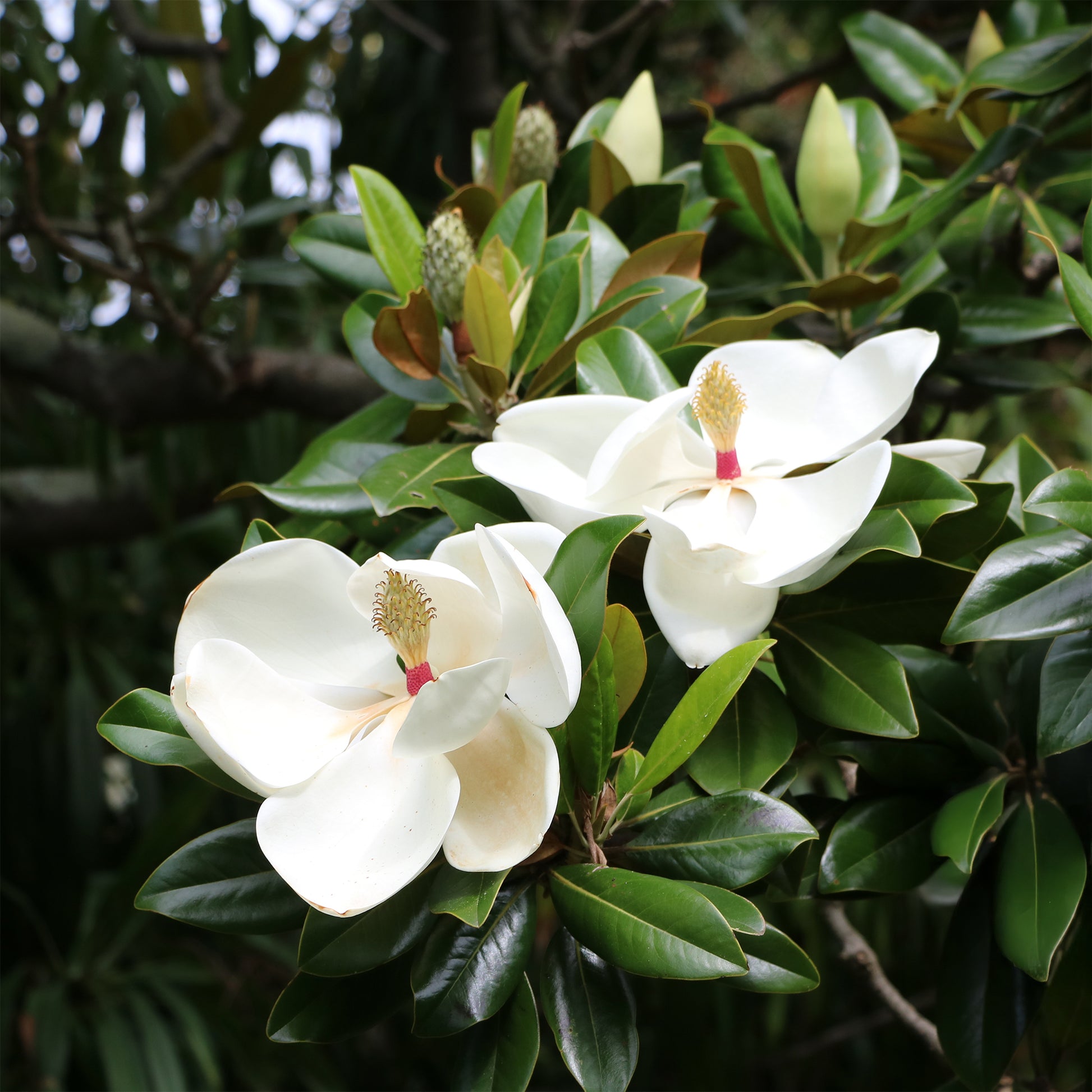 Großblütige Magnolie - Magnolia grandiflora - Bakker