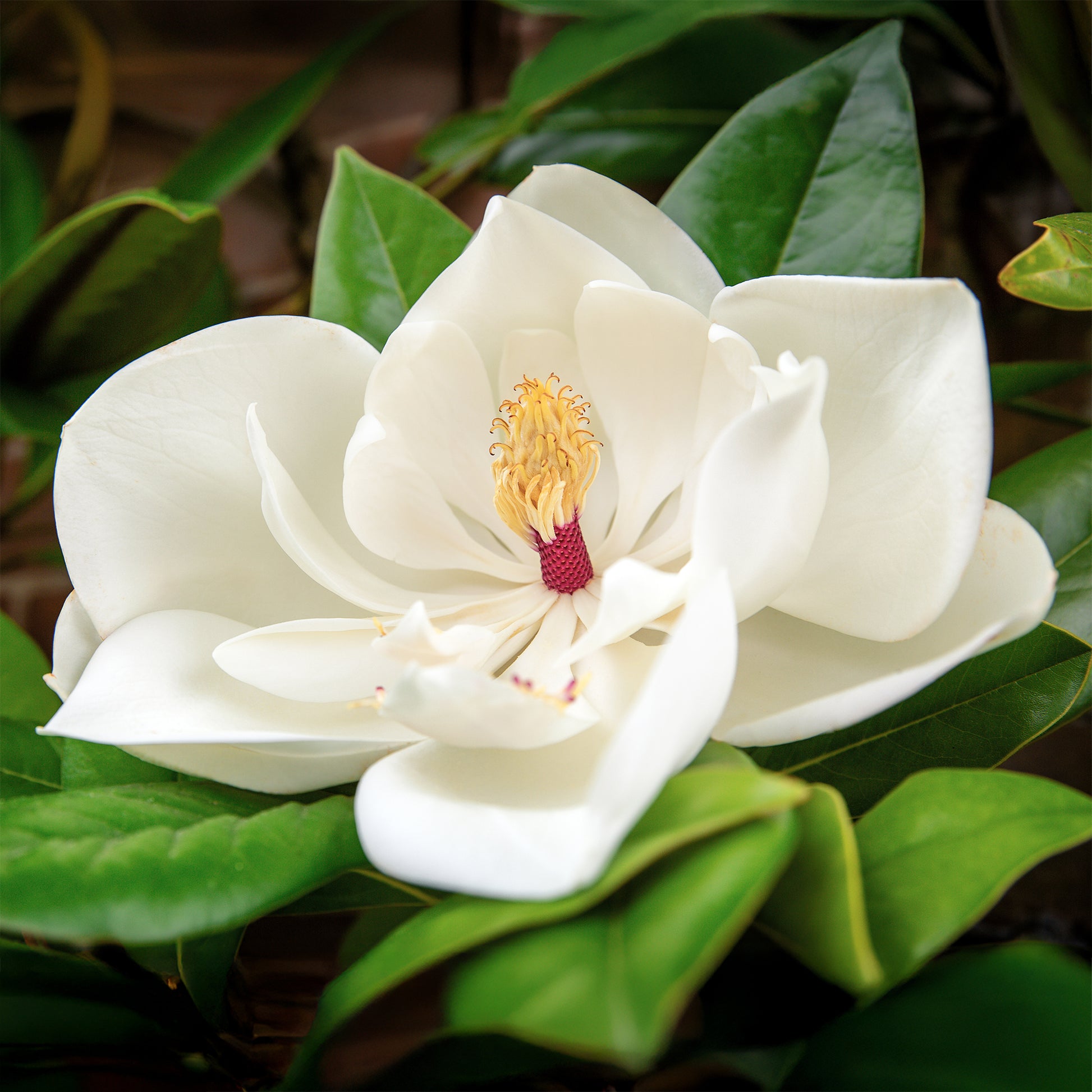 Bäume - Großblütige Magnolie - Magnolia grandiflora