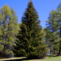 Picea abies - Gewöhnliche Fichte - Nadelbäume