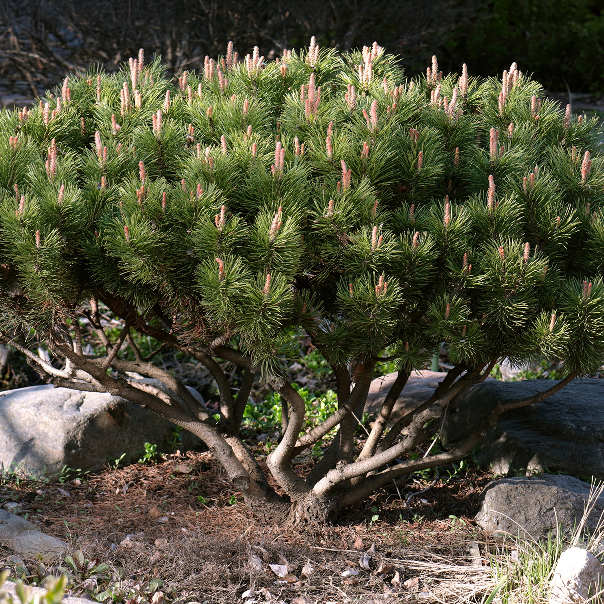 Bergkiefer - Pinus mugo - Bakker