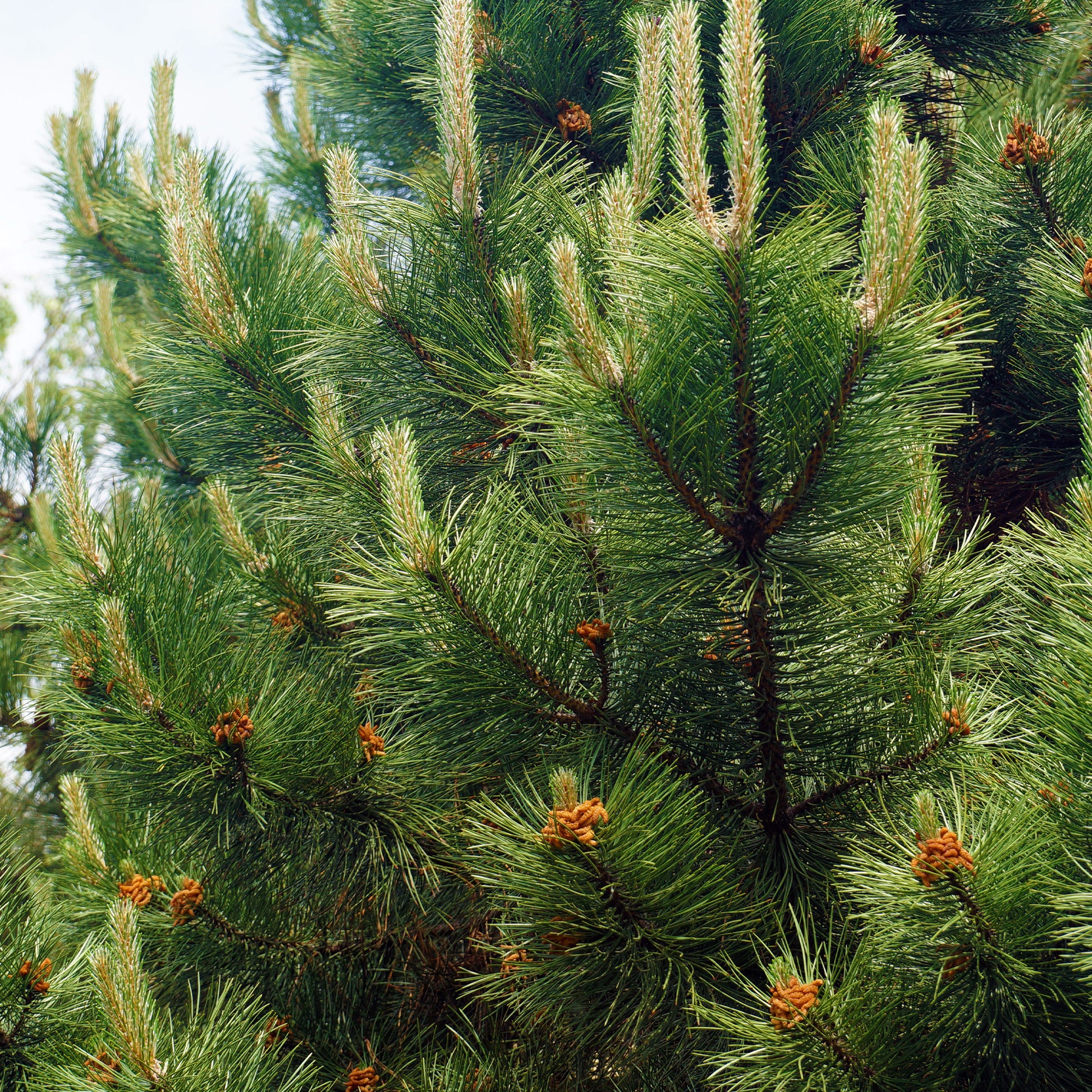 Österreichische Schwarzkiefer - Pinus nigra nigra - Bakker