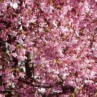 Zwerg-Japanische Zierkirsche Paean - Prunus incisa Paean - Bakker