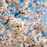 Japanische Zierkirsche Brillant - Prunus nipponica Brillant - Bakker