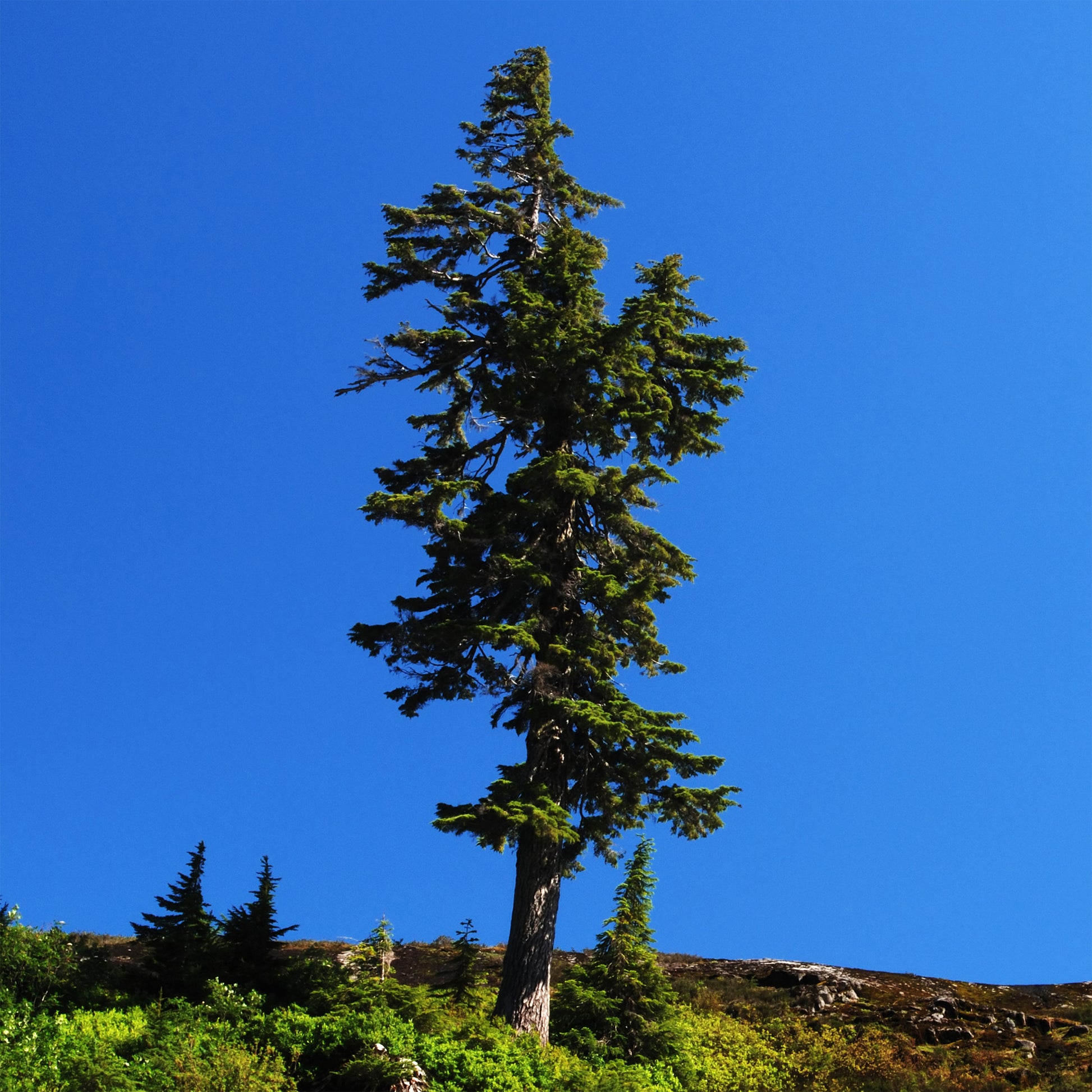 Douglasie - Pseudotsuga menziesii - Bakker