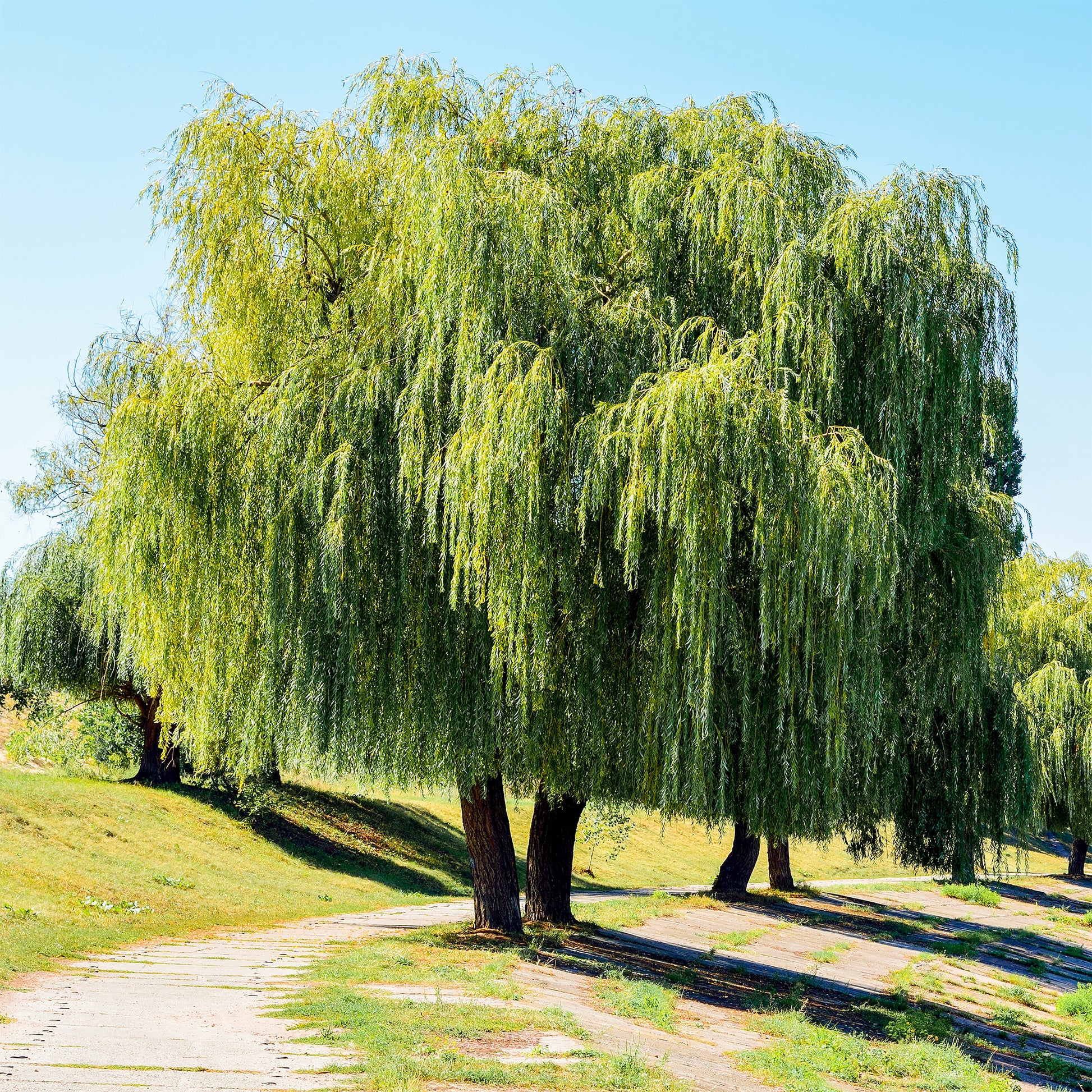 Salix babylonica - Trauerweide - Weide - Salix