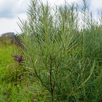 Hängeweide - Sanddornweide - Bakker