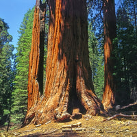 Riesenmammutbaum - Sequoiadendron giganteum - Bakker