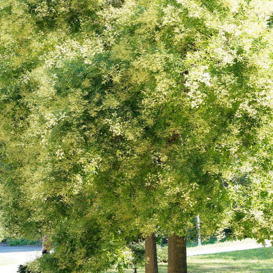 Japanische Sophora - Bakker