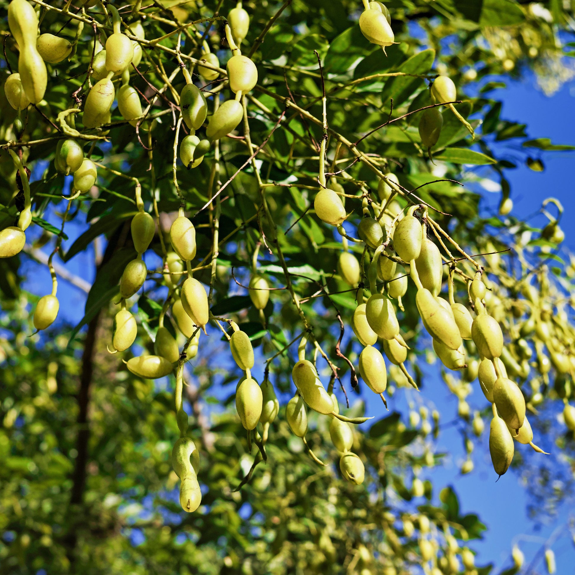 Japanische Sophora - Sophora japonica - Bakker