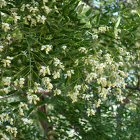 Sophora japonica - Japanische Sophora - Bäume