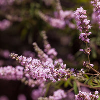 Zwerg-Mönchspfeffer Pink Pinnacle - Vitex agnus-castus Pink Pinnacle - Bakker