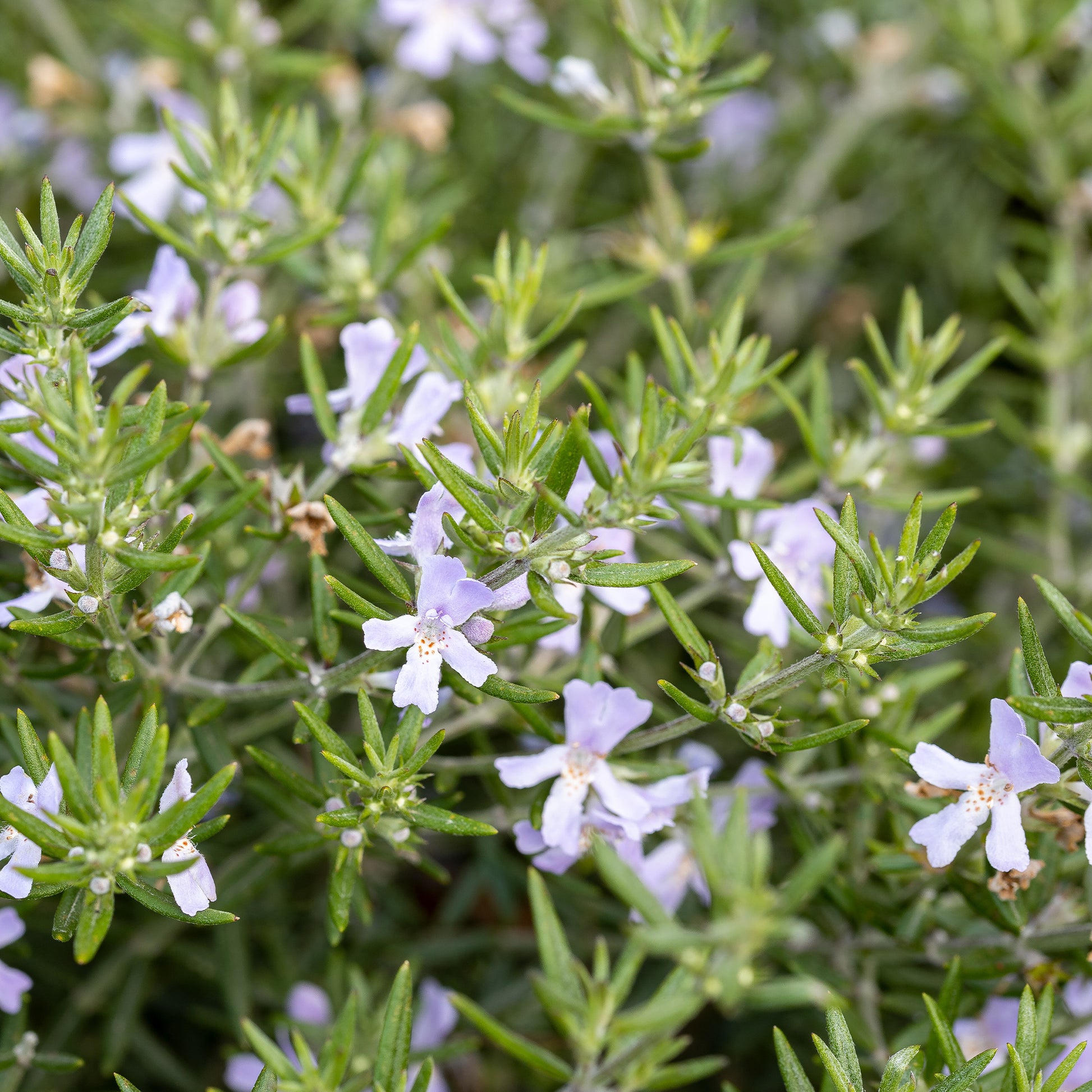 Australischer Rosmarin - Westringia fruticosa - Bakker