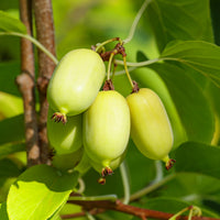 Arktische Zierkiwi - Bakker