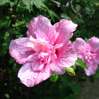 Hibiscus syriacus Ardens - Bakker