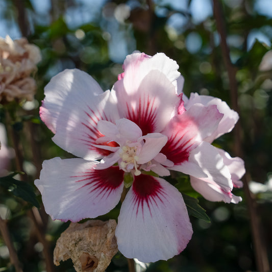 Hibiskus Starbust Chiffon® - Bakker