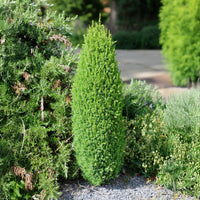 Gemeiner Wacholder Sentinel - Juniperus communis Sentinel - Bakker