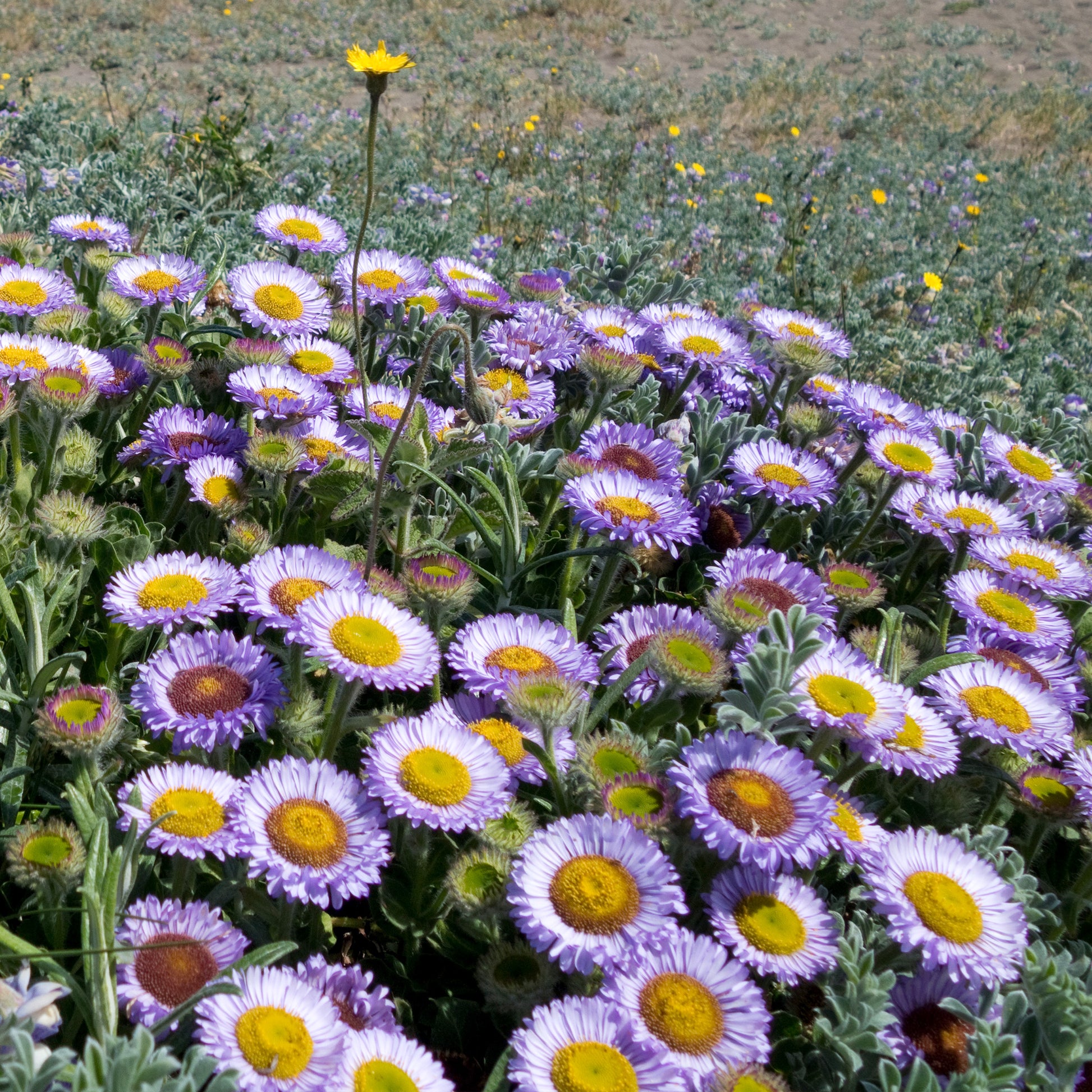 Strand-Berufkraut - Erigeron glaucus - Bakker