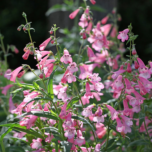 Bartfaden Apple Blossom - Bakker