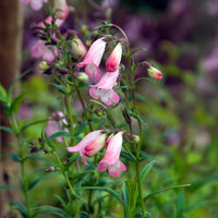 Bartfaden Apple Blossom - Penstemon Apple Blossom - Bakker