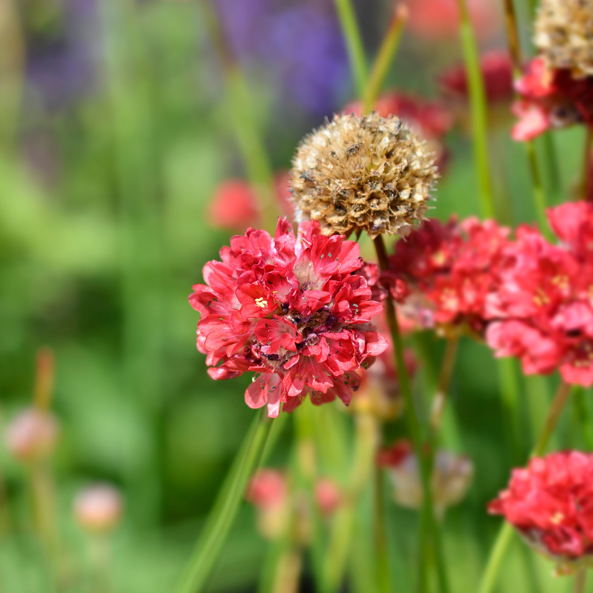 Spanisches Gras Ballerina Rot - Armeria pseudarmeria Ballerina Red - Bakker