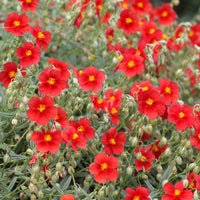 Sonnenröschen rot - Helianthemum red - Bakker