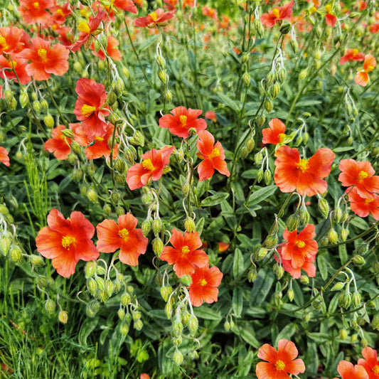 Sonnenröschen rot - Bakker