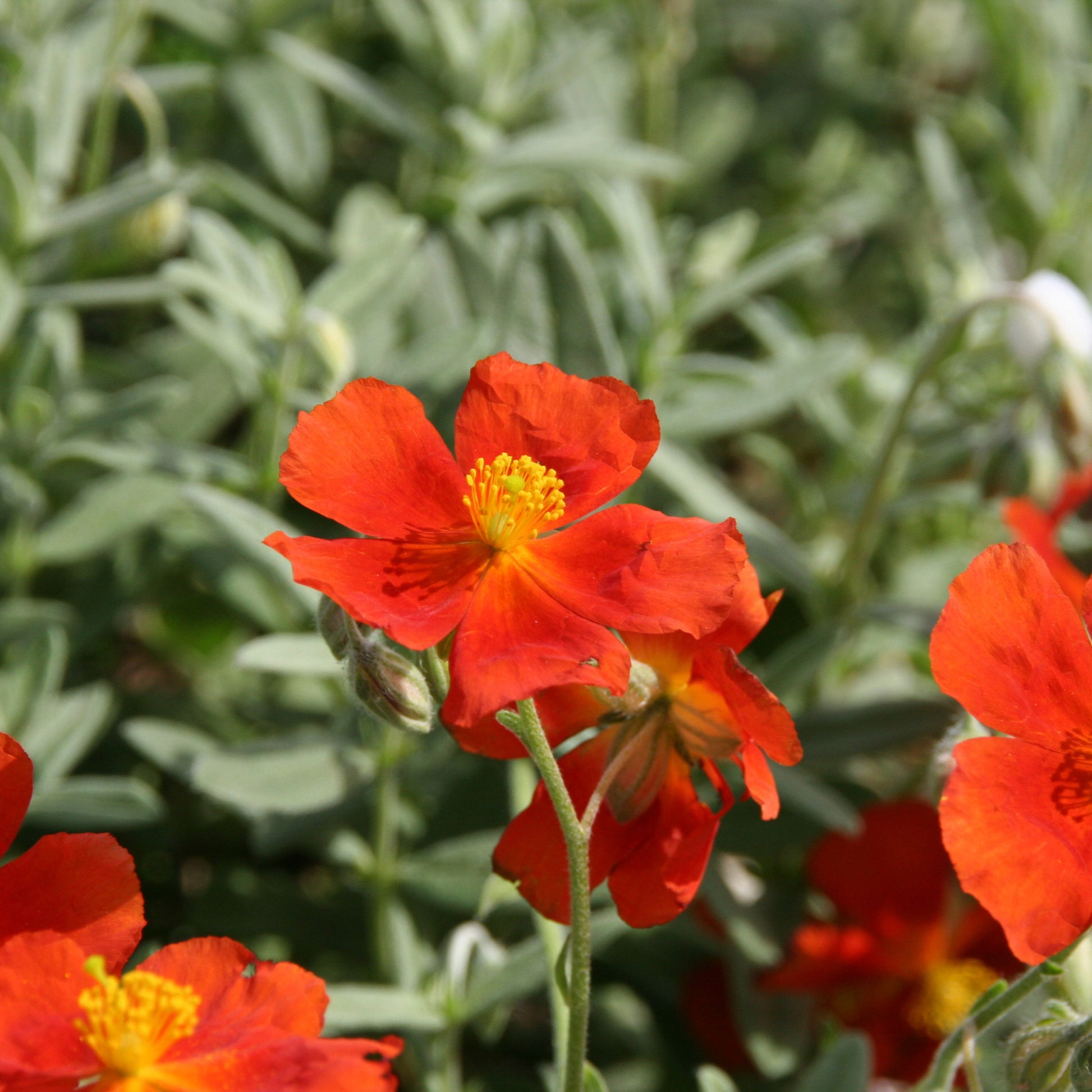 Sonnenröschen Tomato Red - Helianthemum Tomato Red - Bakker